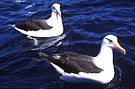 Black-browed Albatross, Australia 27th of March 2004 Photo: Niels Behrendt