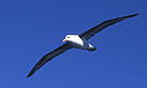 Sortbrynet Albatros, Australien 27. marts 2004 Foto: Niels Behrendt
