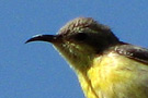 Purpursolfugl, Hun, Oman 29. december 2007 Foto: Jan Speiermann
