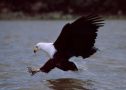 African Fish Eagle, Haps!, Kenya September 1999 Photo: Mads Elley