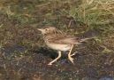 Blyth's Pipit, Sweden 21st of January 2008 Photo: Alf Petersson