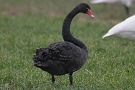 Black Swan, Netherlands 21st of February 2006 Photo: Chris Batty