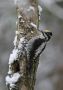Eurasian Three-toed Woodpecker, male, Sweden 3rd of February 2008 Photo: Tomas Lundquist