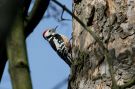 Middle Spotted Woodpecker, Germany 23rd of February 2008 Photo: Steve Klasan