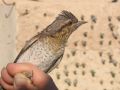 Eurasian Wryneck, Israel 25th of March 2006 Photo: Chris Lansdell