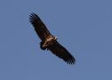 Lappet-faced Vulture, Oman 16th of February 2008 Photo: Ma Yan Bryant