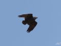 Fan-tailed Raven, Israel 15th of February 2008 Photo: Silas K.K. Olofson