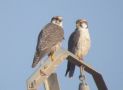 Lanner Falcon, pair, Morocco 6th of March 2008 Photo: Frédéric Jiguet