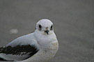 Ross's Gull, Denmark 15th of March 2008 Photo: Steen Cruddis