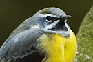 Grey Wagtail, Denmark 16th of March 2008 Photo: Lars Gabrielsen