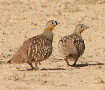 Crowned Sandgrouse, Israel 13th of March 2008 Photo: Mikkel Høegh Post