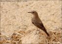 Hooded Wheatear, Female, Israel 16th of March 2008 Photo: Mikkel Høegh Post