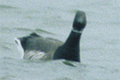 Brant Goose, Sortbuget Knortegås ??, Denmark 2004 Photo: Allan Kjær Villesen