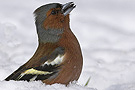 Common Chaffinch, Denmark 22nd of March 2008 Photo: Lars Gabrielsen