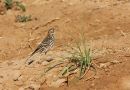 Red-throated Pipit, Israel 14th of March 2008 Photo: Mikkel Høegh Post