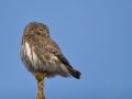 Eurasian Pygmy Owl, Sweden 23rd of March 2008 Photo: Mikael Nord