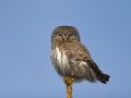 Eurasian Pygmy Owl, Sweden 23rd of March 2008 Photo: Mikael Nord