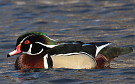 Wood Duck, Finland 29th of March 2008 Photo: Pasi Parkkinen