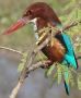 White-throated Kingfisher, India 25th of January 2008 Photo: Paul Patrick Cullen