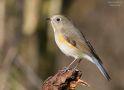 Red-flanked Bluetail, Red-flanked Bluetail, Netherlands 17th of February 2007 Photo: Lesley van Loo
