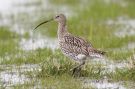 Eurasian Curlew, Sweden 18th of April 2008 Photo: Claus Halkjær