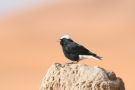 White-crowned Wheatear, Morocco 15th of April 2008 Photo: Terry Townshend