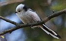 Long-tailed Tit, Finland 2nd of May 2008 Photo: Pasi Parkkinen