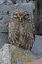 Little Owl, Greece 30th of April 2008 Photo: Gabriel Schuler
