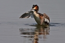 Great Crested Grebe, Denmark 7th of May 2008 Photo: Steen E. Jensen