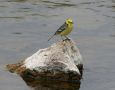 Citrine Wagtail, Adult han, Greece 26th of April 2008 Photo: Kim Duus