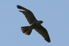 Peregrine Falcon, 2cy 