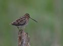 Common Snipe, Sweden 18th of May 2008 Photo: Tomas Lundquist