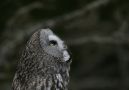 Lapugle, great grey owl, Sverige 20. april 2008 Foto: Tomas Lundquist