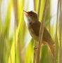 Eurasian Reed Warbler, Morgensang, Denmark 24th of May 2008 Photo: Carsten Siems