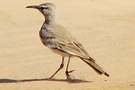 Hærfuglelærke, Et indtryk af Hærfuglelærkens biotop i Oman, Danmark 2. januar 2008 Foto: Jan Speiermann