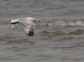 Relict Gull, 2K/2nd cal. year, China 6th of May 2008 Photo: Klaus Malling Olsen