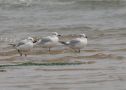 Relict Gull, 2K/ 2nd cal. year, China 6th of May 2008 Photo: Klaus Malling Olsen