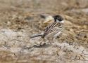 Pallas's Reed Bunting, Russian Federation (outside WP) 25th of May 2008 Photo: Johan Stenlund