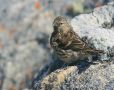Common Redpoll, Juvenile, Greenland 5th of July 2008 Photo: Carsten Siems