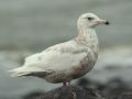 Glaucous Gull, 2cy, Netherlands 23rd of May 2008 Photo: Ies Meulmeester