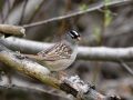 White-crowned Sparrow, White-Crowned Sparrow, Canada 24th of May 2008 Photo: Albert Steen-Hansen