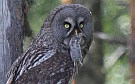 Great Grey Owl, Daddy is about to feed the family, Finland 30th of June 2008 Photo: Pasi Parkkinen