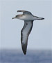 Cory's Shearwater, Portugal 7th of August 2008 Photo: Per Poulsen
