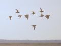 Pallas's Sandgrouse, Mongolia 7th of August 2008 Photo: Stig Linander