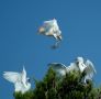 Western Cattle Egret, 