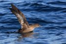 Sooty Shearwater, Norway 6th of September 2008 Photo: Espen Lie Dahl