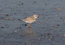 Piping Plover, USA 2nd of September 2008 Photo: Kim Duus