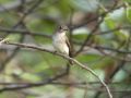 Asian Brown Flycatcher, 1cy, China 17th of September 2008 Photo: Martinez Jonathan