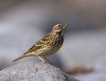 Red-throated Pipit, 1cy, Norway 13th of September 2008 Photo: Tommy Andre Andersen