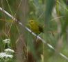 American Yellow Warbler, USA 28th of August 2008 Photo: Kim Duus